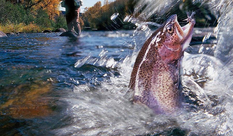 Trout Fishing: The Ultimate Guide to Techniques, Gear, and Success - Wild Frontier Gear LLC