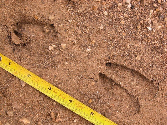 Understanding Deer Signs and Patterns: A guide for Hunters - Wild Frontier Gear LLC