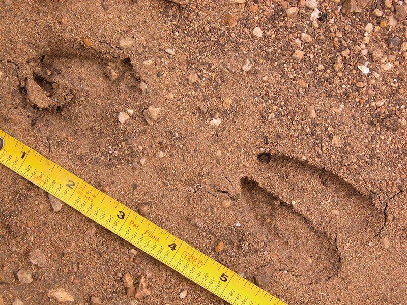 Understanding Deer Signs and Patterns: A guide for Hunters - Wild Frontier Gear LLC